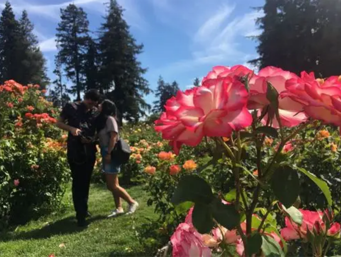 新野单身之约:我在玫瑰花下等你